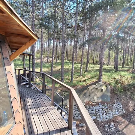 The Forest Sea Dome *